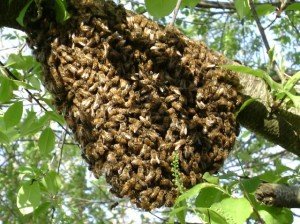honeybee swarm in cumming georgia