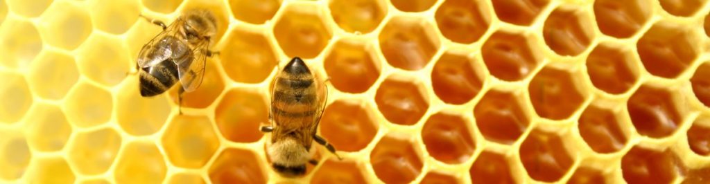 Chemical-Free Hive Removal Experts